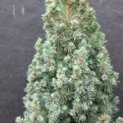 Picea glauca 'Sander's Blue' - �pinette blanche Sander's Blue