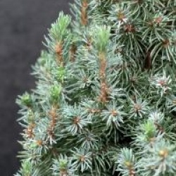 Picea glauca 'Sander's Blue'