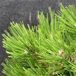 Pinus heldreichii leucodermis 'Compact Gem'