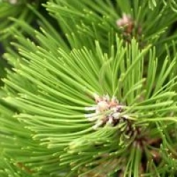 Pinus heldreichii leucodermis 'Compact Gem'