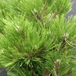 Pinus heldreichii leucodermis 'Compact Gem'