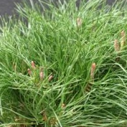 Pinus mugo 'Pumilio' - Pin de montagne nain