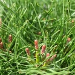 Pinus mugo 'Pumilio'