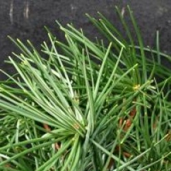 Sciadopitys verticillata