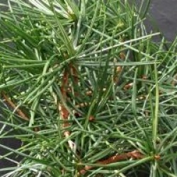 Sciadopitys verticillata