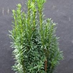 Taxus baccata 'Cappenberg' - If Cappenberg