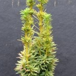 Taxus baccata 'David'
