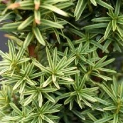 Taxus baccata 'David'