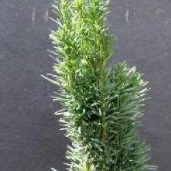 Taxus baccata 'Fastigiata Robusta' - If d'Irlande