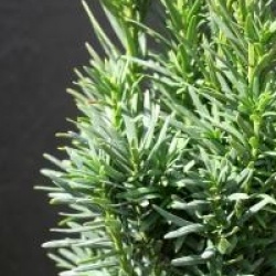 Taxus baccata 'Fastigiata Robusta'