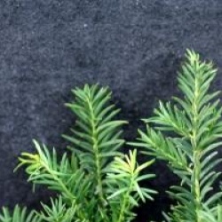 Taxus baccata 'Repandens'