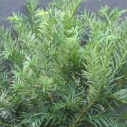 Taxus baccata 'Repandens'