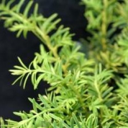 Taxus baccata 'Summergold' - If commun rampant dor�