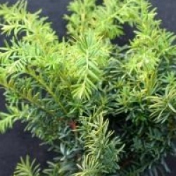 Taxus baccata 'Summergold'