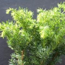 Taxus media 'Densiformis' - If Densiformis