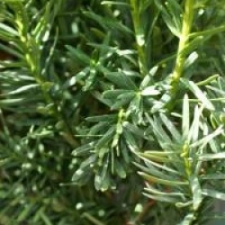 Taxus media 'Densiformis'