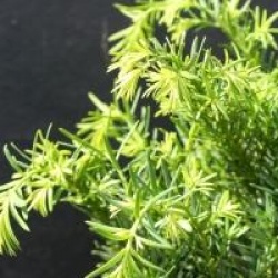 Taxus media 'Densiformis'