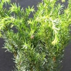 Taxus media 'Farmen' - Ifs Farmen