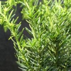 Taxus media 'Farmen'