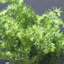 Taxus x media 'Green Mountain'