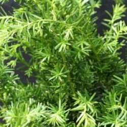 Taxus x media 'Green Mountain'