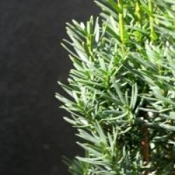 Taxus x media 'Hicksii'