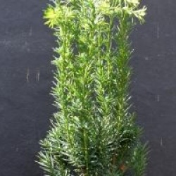 Taxus x media 'Hicksii'