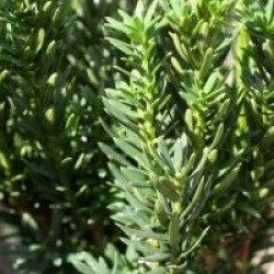 Taxus x media 'Hillii'