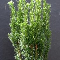 Taxus x media 'Hillii' - If fastigi� Hillii