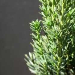 Taxus x media 'Hillii'