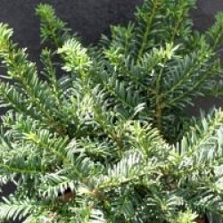 Taxus x media 'Nidiformis'