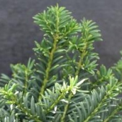 Taxus x media 'Nidiformis'