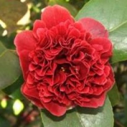 Camellia japonica 'Takanini' - Cam�lia du Japon Takanini
