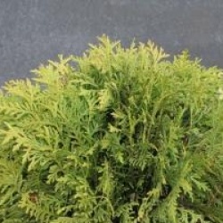 Thuja occidentalis 'Danica'