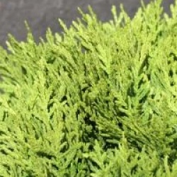 Thuja occidentalis 'Danica'