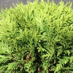 Thuja occidentalis 'Danica' - Thuya Danica