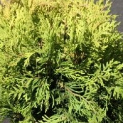 Thuja occidentalis 'Golden Globe' - Thuya Golden Globe