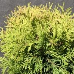 Thuja occidentalis 'Golden Globe'