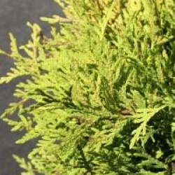 Thuja occidentalis 'Golden Globe'