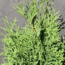 Thuja occidentalis 'Holmstrup' - Thuya Holmstrup