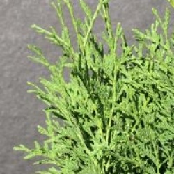 Thuja occidentalis 'Holmstrup'