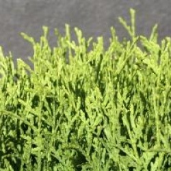 Thuja occidentalis 'Little Giant'