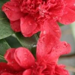 Camellia japonica 'Takanini'