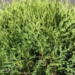 Thuja occidentalis 'Little Giant'