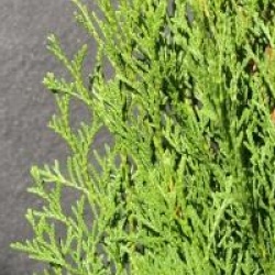 Thuja occidentalis 'Smaragd'