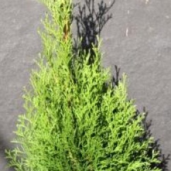 Thuja occidentalis 'Smaragd'