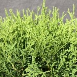 Thuja occidentalis 'Tiny Tim'