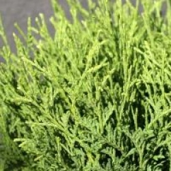 Thuja occidentalis 'Tiny Tim'