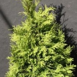 Thuja occidentalis 'Yellow Ribbon' - Thuya Yellow Ribbon