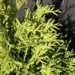 Thuja occidentalis 'Yellow Ribbon'